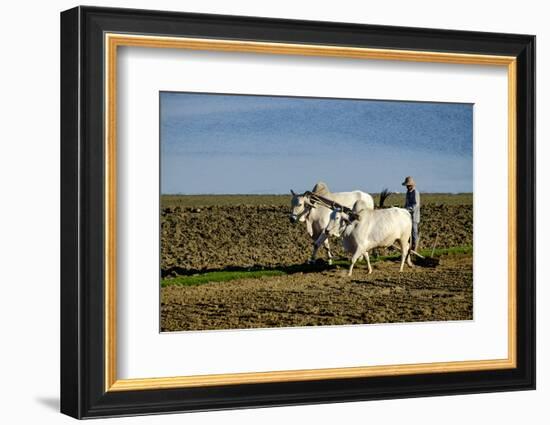 Farmer Ploughing His Field around Taungthman Lake, U Bein, Amarapura, Myanmar (Burma), Asia-Nathalie Cuvelier-Framed Photographic Print