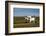 Farmer Ploughing His Field around Taungthman Lake, U Bein, Amarapura, Myanmar (Burma), Asia-Nathalie Cuvelier-Framed Photographic Print