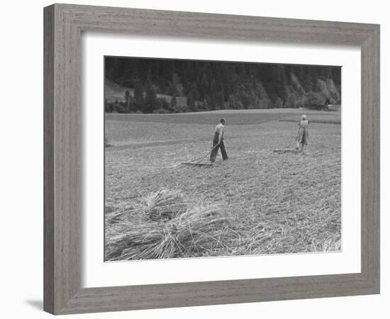 Farmer Raking His Field after Wheat Harvest-null-Framed Premium Photographic Print