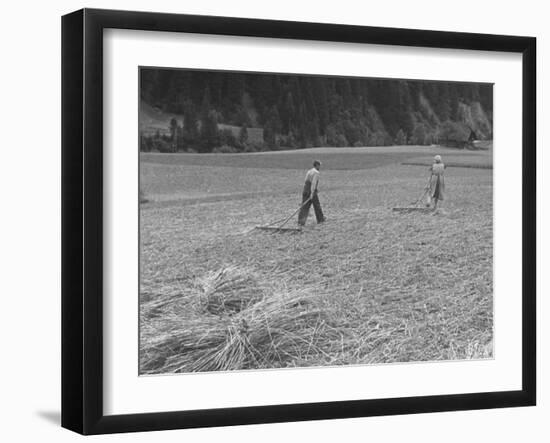 Farmer Raking His Field after Wheat Harvest-null-Framed Photographic Print