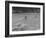 Farmer Raking His Field after Wheat Harvest-null-Framed Photographic Print