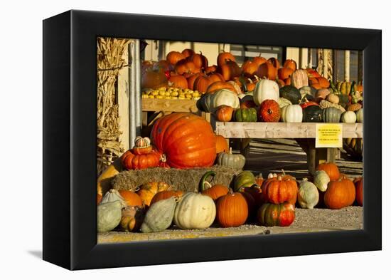 Farmer's Market, Autumn in Luling, Texas, USA-Larry Ditto-Framed Premier Image Canvas