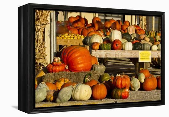 Farmer's Market, Autumn in Luling, Texas, USA-Larry Ditto-Framed Premier Image Canvas