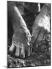 Farmer's Strong, Work Toughened Hands Planting in the Garden-Ed Clark-Mounted Photographic Print