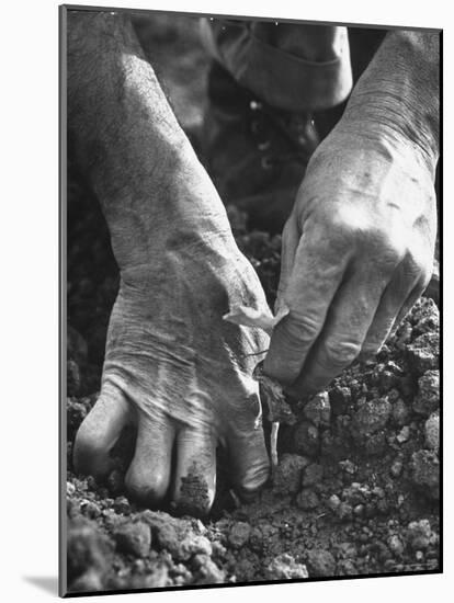 Farmer's Strong, Work Toughened Hands Planting in the Garden-Ed Clark-Mounted Photographic Print