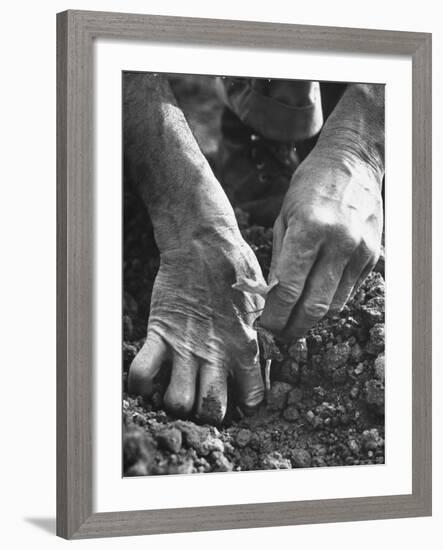 Farmer's Strong, Work Toughened Hands Planting in the Garden-Ed Clark-Framed Photographic Print