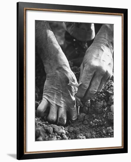Farmer's Strong, Work Toughened Hands Planting in the Garden-Ed Clark-Framed Photographic Print