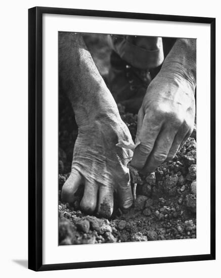 Farmer's Strong, Work Toughened Hands Planting in the Garden-Ed Clark-Framed Photographic Print