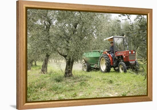 Farmer Spreading Manure In An Olive Grove-Bjorn Svensson-Framed Premier Image Canvas