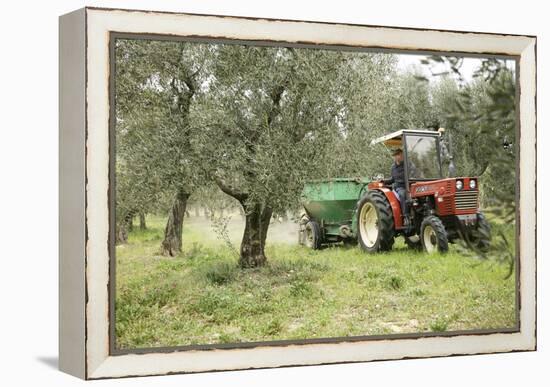 Farmer Spreading Manure In An Olive Grove-Bjorn Svensson-Framed Premier Image Canvas