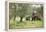 Farmer Spreading Manure In An Olive Grove-Bjorn Svensson-Framed Premier Image Canvas