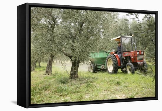 Farmer Spreading Manure In An Olive Grove-Bjorn Svensson-Framed Premier Image Canvas