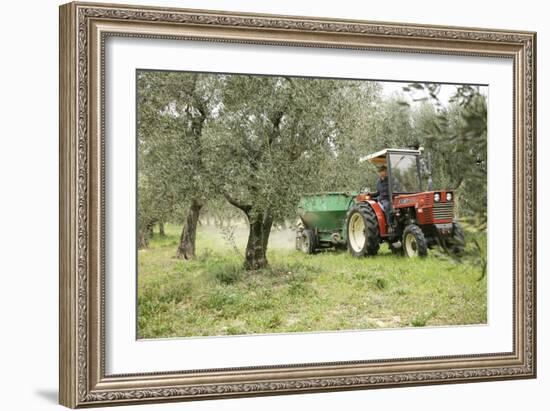 Farmer Spreading Manure In An Olive Grove-Bjorn Svensson-Framed Photographic Print