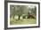 Farmer Spreading Manure In An Olive Grove-Bjorn Svensson-Framed Photographic Print