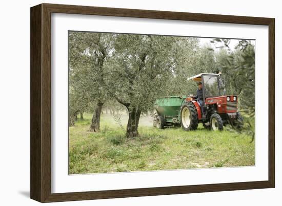 Farmer Spreading Manure In An Olive Grove-Bjorn Svensson-Framed Photographic Print