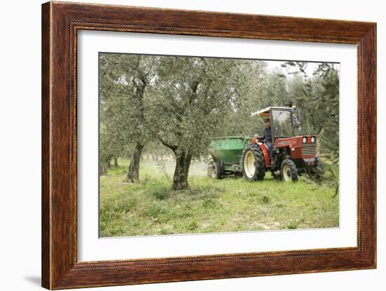 Farmer Spreading Manure In An Olive Grove-Bjorn Svensson-Framed Photographic Print