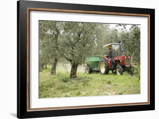 Farmer Spreading Manure In An Olive Grove-Bjorn Svensson-Framed Photographic Print