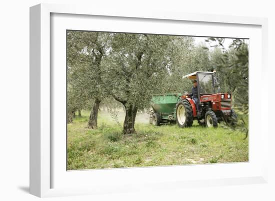 Farmer Spreading Manure In An Olive Grove-Bjorn Svensson-Framed Photographic Print