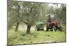 Farmer Spreading Manure In An Olive Grove-Bjorn Svensson-Mounted Photographic Print