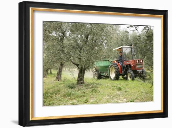 Farmer Spreading Manure In An Olive Grove-Bjorn Svensson-Framed Photographic Print