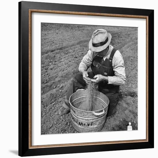 Farmer Straining Grain Through His Fingers-Bernard Hoffman-Framed Photographic Print