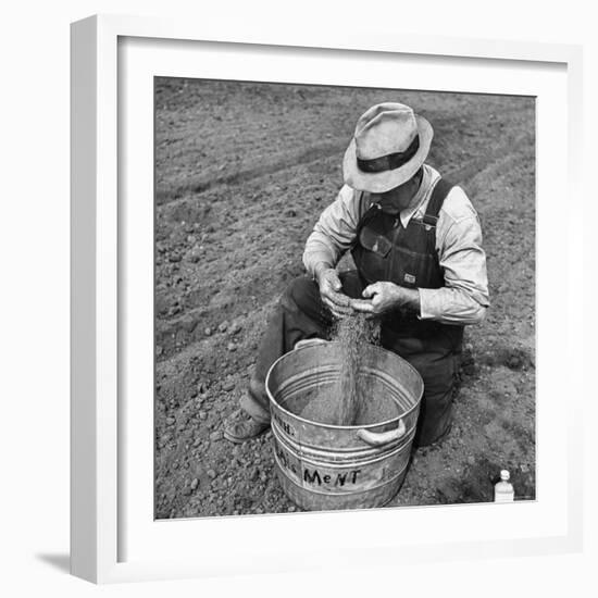 Farmer Straining Grain Through His Fingers-Bernard Hoffman-Framed Photographic Print