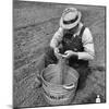 Farmer Straining Grain Through His Fingers-Bernard Hoffman-Mounted Photographic Print