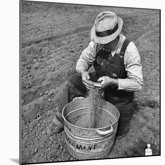 Farmer Straining Grain Through His Fingers-Bernard Hoffman-Mounted Photographic Print