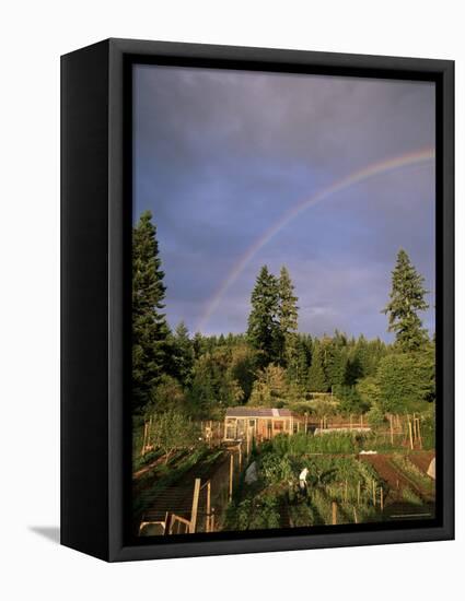 Farmer Tending Organic Vegetable Garden, Vashon Island, Puget Sound, Washington State, USA-Aaron McCoy-Framed Premier Image Canvas