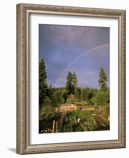 Farmer Tending Organic Vegetable Garden, Vashon Island, Puget Sound, Washington State, USA-Aaron McCoy-Framed Photographic Print