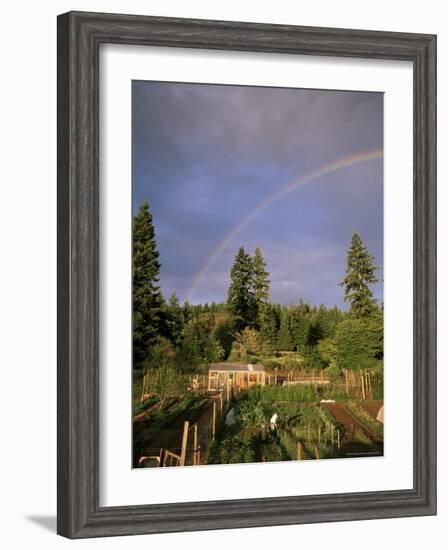 Farmer Tending Organic Vegetable Garden, Vashon Island, Puget Sound, Washington State, USA-Aaron McCoy-Framed Photographic Print