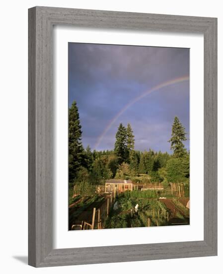 Farmer Tending Organic Vegetable Garden, Vashon Island, Puget Sound, Washington State, USA-Aaron McCoy-Framed Photographic Print