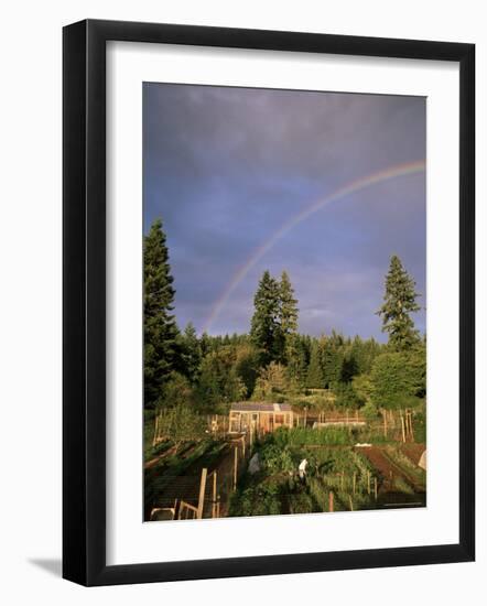 Farmer Tending Organic Vegetable Garden, Vashon Island, Puget Sound, Washington State, USA-Aaron McCoy-Framed Photographic Print