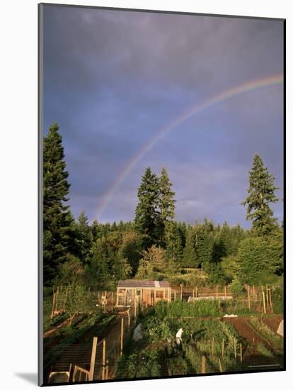 Farmer Tending Organic Vegetable Garden, Vashon Island, Puget Sound, Washington State, USA-Aaron McCoy-Mounted Photographic Print