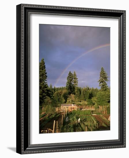 Farmer Tending Organic Vegetable Garden, Vashon Island, Puget Sound, Washington State, USA-Aaron McCoy-Framed Photographic Print