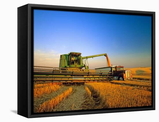 Farmer Unloading Wheat from Combine Near Colfax, Washington, USA-Chuck Haney-Framed Premier Image Canvas