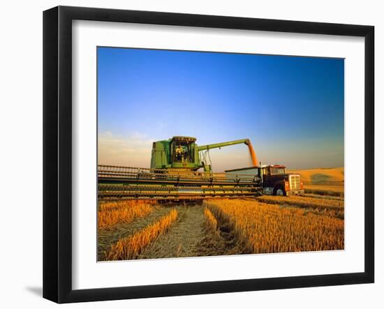 Farmer Unloading Wheat from Combine Near Colfax, Washington, USA-Chuck Haney-Framed Photographic Print