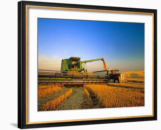 Farmer Unloading Wheat from Combine Near Colfax, Washington, USA-Chuck Haney-Framed Photographic Print