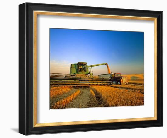 Farmer Unloading Wheat from Combine Near Colfax, Washington, USA-Chuck Haney-Framed Photographic Print