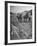 Farmer Using Two Horses and a Harrow to Plow His Field-null-Framed Premium Photographic Print