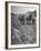 Farmer Using Two Horses and a Harrow to Plow His Field-null-Framed Premium Photographic Print