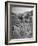 Farmer Using Two Horses and a Harrow to Plow His Field-null-Framed Photographic Print