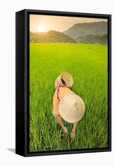 Farmer wearing a conical hat in rice fields, Mai Chau, Hoa Binh, Vietnam, Indochina, Southeast Asia-Alex Robinson-Framed Premier Image Canvas