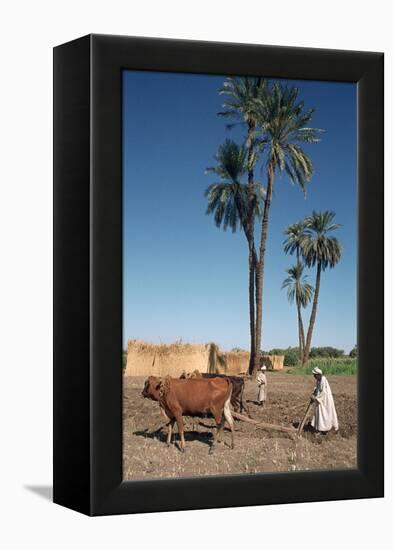 Farmer with an Ox-Drawn Plough, Dendera, Egypt-Vivienne Sharp-Framed Premier Image Canvas