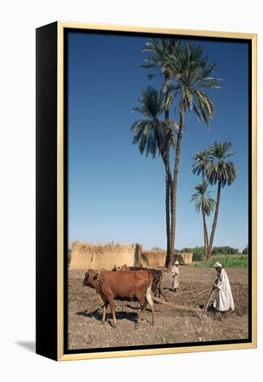 Farmer with an Ox-Drawn Plough, Dendera, Egypt-Vivienne Sharp-Framed Premier Image Canvas