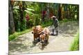 Premium Photographic Print