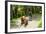 Farmer with Oxen Working in Paddy Field, Rejasa, Penebel, Bali, Indonesia-null-Framed Photographic Print