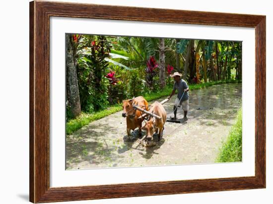 Farmer with Oxen Working in Paddy Field, Rejasa, Penebel, Bali, Indonesia-null-Framed Photographic Print