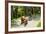 Farmer with Oxen Working in Paddy Field, Rejasa, Penebel, Bali, Indonesia-null-Framed Photographic Print