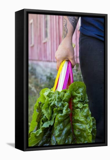 Farmers Hands Holding Bright Lights Chard-Justin Bailie-Framed Premier Image Canvas